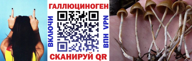 где купить   нарко площадка официальный сайт  Псилоцибиновые грибы мицелий  Ступино 